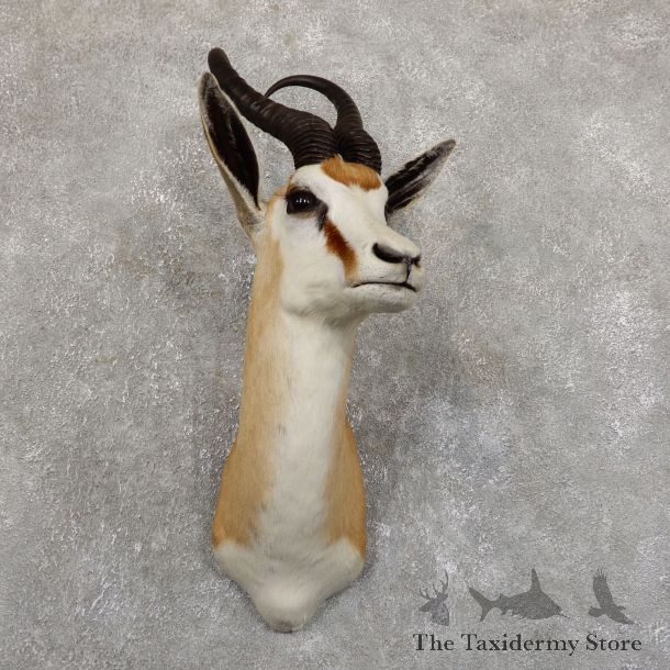 Cape Springbok Shoulder Mount For Sale #19556 @ The Taxidermy Store