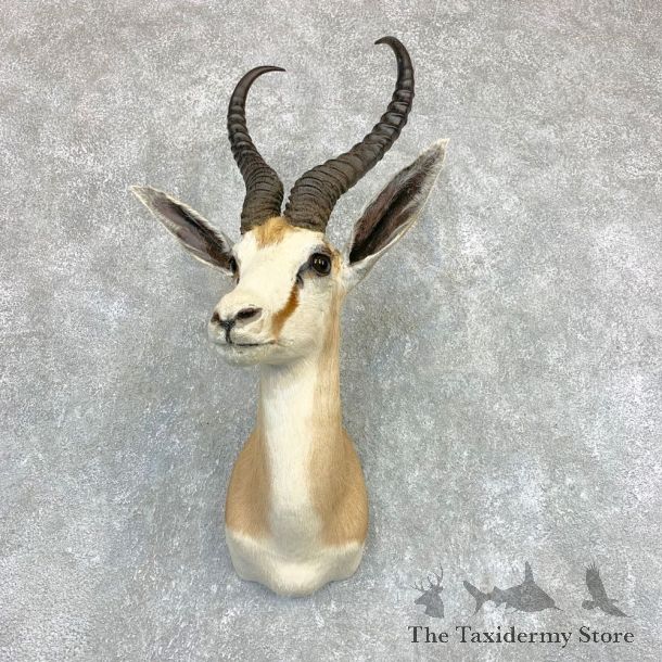 Cape Springbok Shoulder Mount For Sale #22095 @ The Taxidermy Store