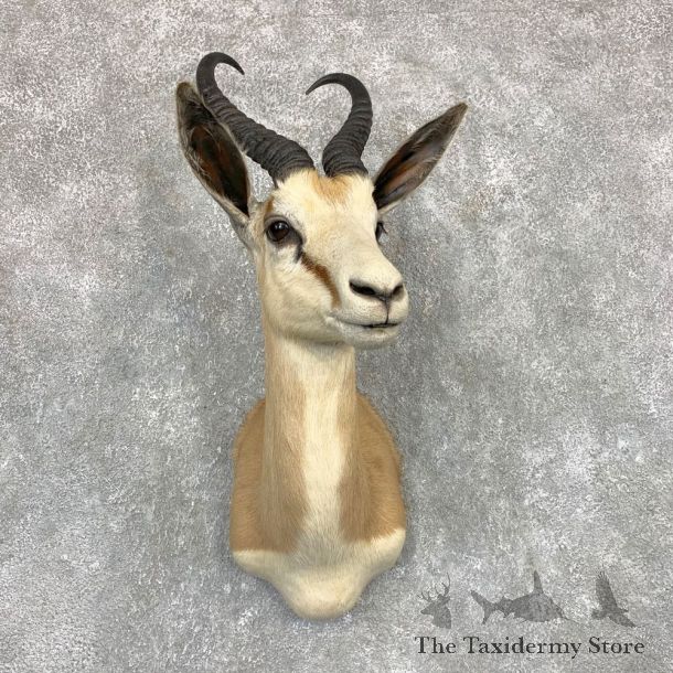Cape Springbok Shoulder Mount For Sale #22096 @ The Taxidermy Store