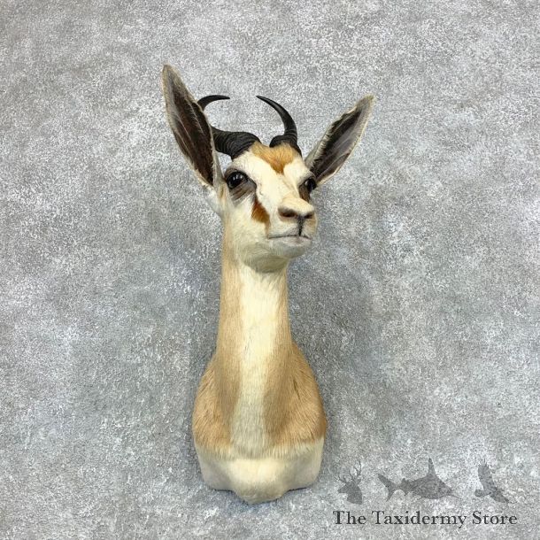 Cape Springbok Shoulder Mount For Sale #22129 @ The Taxidermy Store