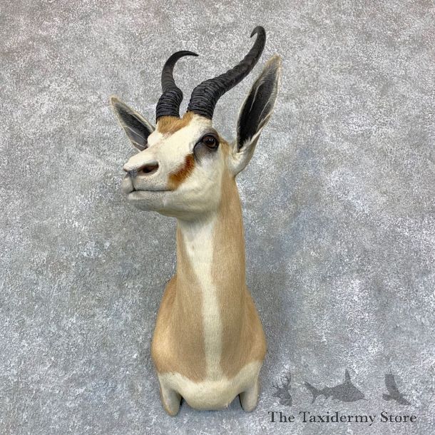 Cape Springbok Shoulder Mount For Sale #22960 @ The Taxidermy Store