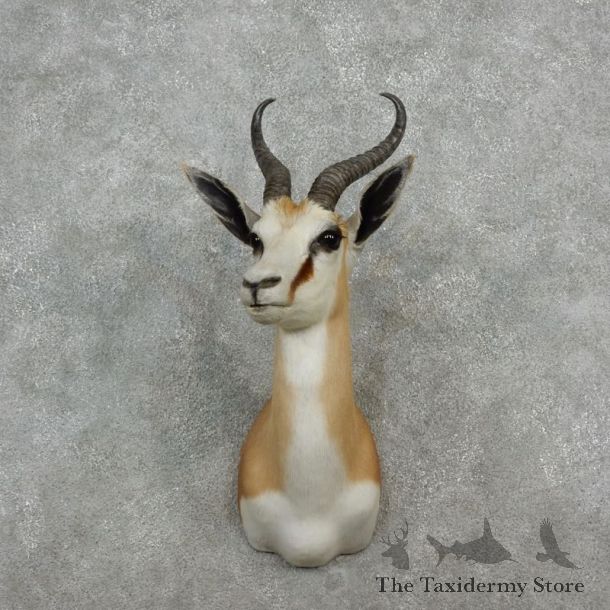  Springbok Shoulder Mount For Sale #17246 @ The Taxidermy Store