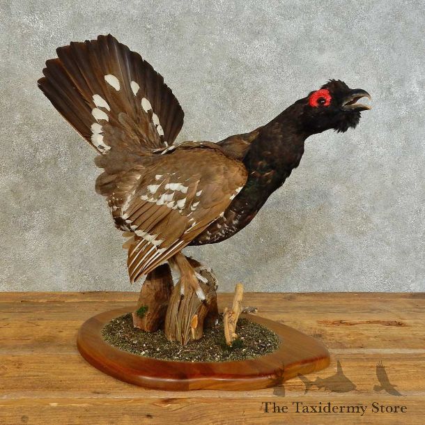 Western Capercaillie Bird Mount For Sale #16505 @ The Taxidermy Store