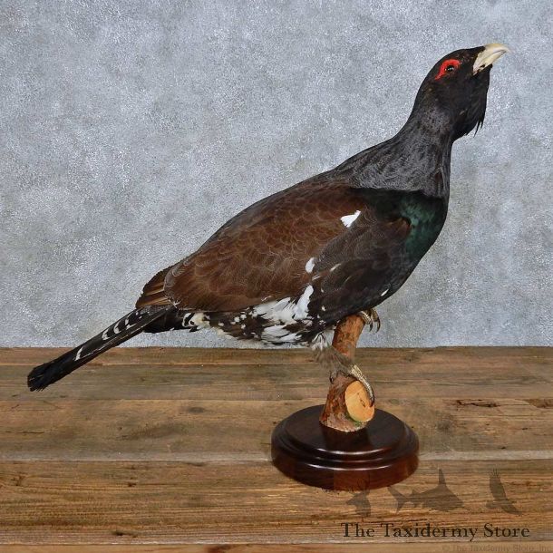 Standing Western Capercaillie Bird Mount For Sale #14689 @ The Taxidermy Store