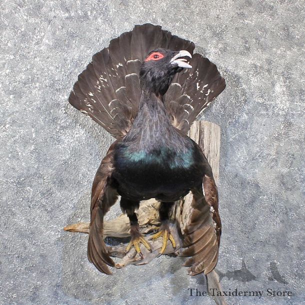 Western Capercaillie Grouse Mount #11782 For Sale @ The Taxidermy Store