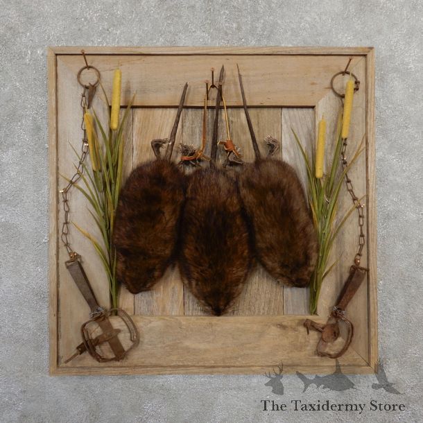 Captain's Classic Muskrat Display Taxidermy Mount #19815 For Sale @ The Taxidermy Store