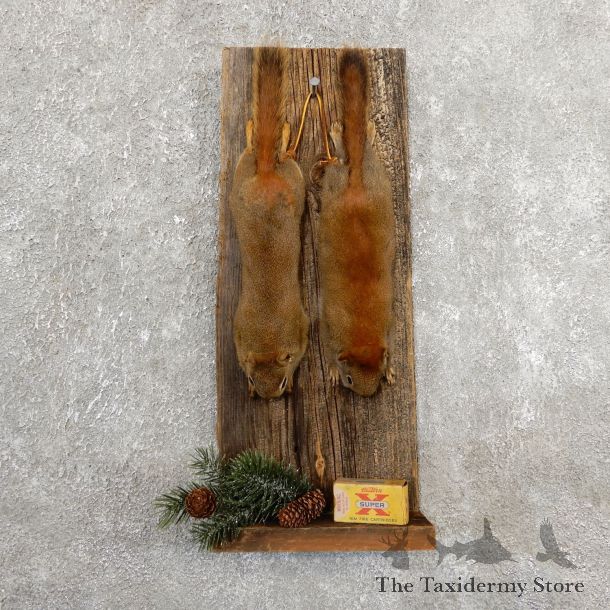 Captain's Classic Red Squirrel Display Taxidermy Mount #19738 For Sale @ The Taxidermy Store