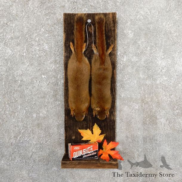 Captain's Classic Red Squirrel Display Taxidermy Mount #19739 For Sale @ The Taxidermy Store