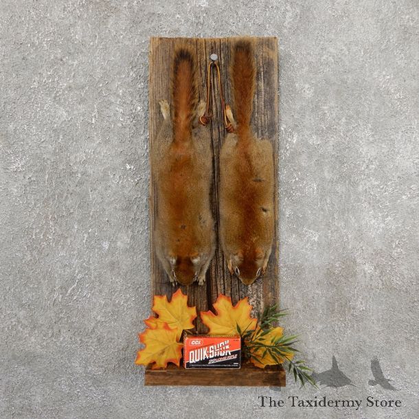 Captain's Classic Red Squirrel Display Taxidermy Mount #19743 For Sale @ The Taxidermy Store