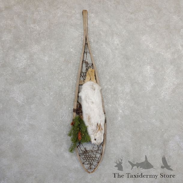 Captain's Classic Snowshoe Hare Display Taxidermy Mount #19816 For Sale @ The Taxidermy Store