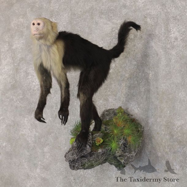 Capuchin Monkey Life-Size Mount For Sale #22590 @ The Taxidermy Store