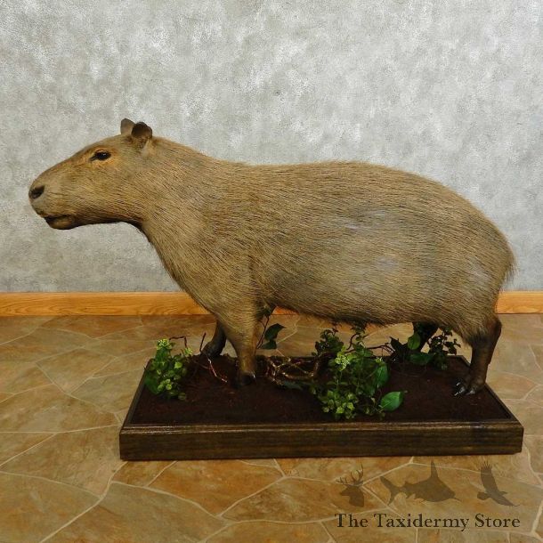Capybara Life-sze Taxidermy Mount For Sale #16757 @ The Taxidermy Store