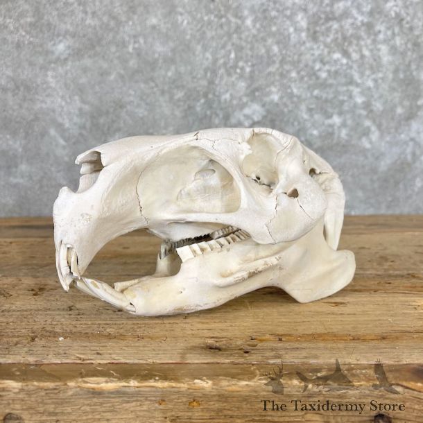 Capybara Full Skull Taxidermy Mount For Sale #26565 @ The Taxidermy Store