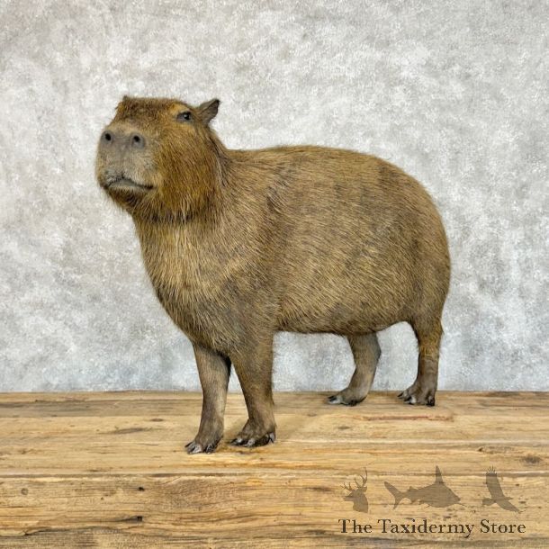 Capybara Life-sze Taxidermy Mount For Sale #16757 @ The Taxidermy Store