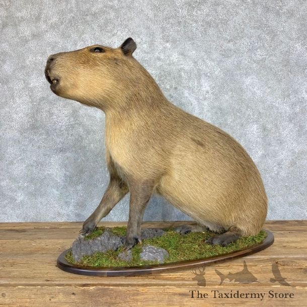 Capybara Life-Size Taxidermy Mount For Sale #21753 @ The Taxidermy Store