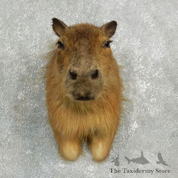 Capybara  Mount For Sale #17639 @ The Taxidermy Store
