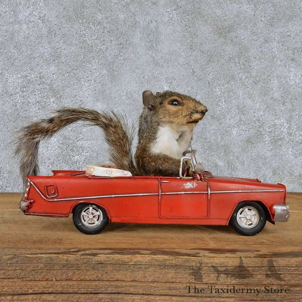 Novelty Classic Car Grey Squirrel Taxidermy Mount #13177 For Sale @ The Taxidermy Store