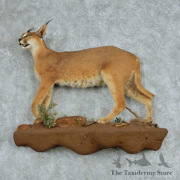 African Caracal Life Size Mount #13735 For Sale @ The Taxidermy Store