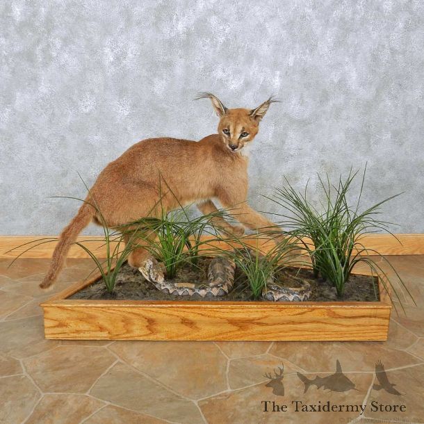 Caracal Cat w/ Gaboon Viper Mount For Sale #15087 @ The Taxidermy Store
