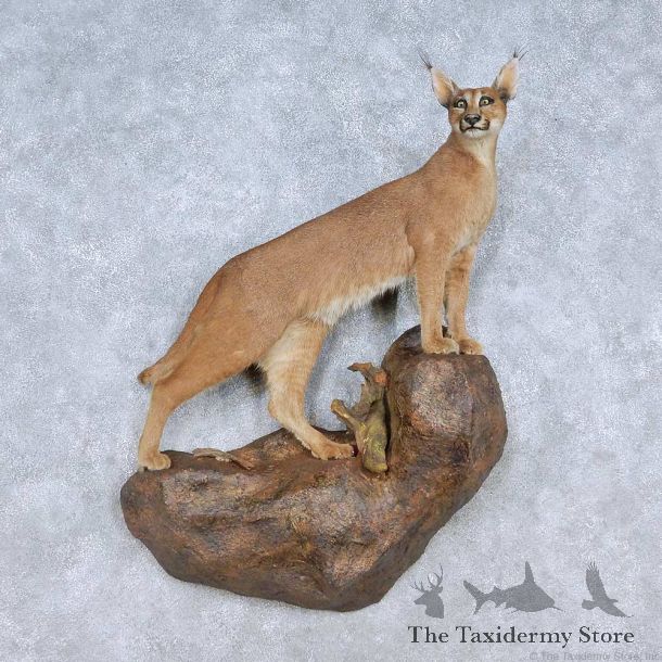Caracal Cat Life-Size Mount For Sale #15112 @ The Taxidermy Store