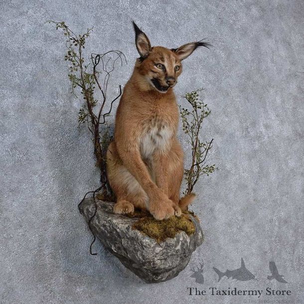 African Caracal Life-Size Mount For Sale #15664 @ The Taxidermy Store