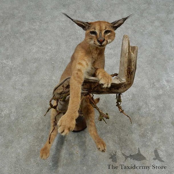 African Caracal Life-Size Mount For Sale #16877 @ The Taxidermy Store