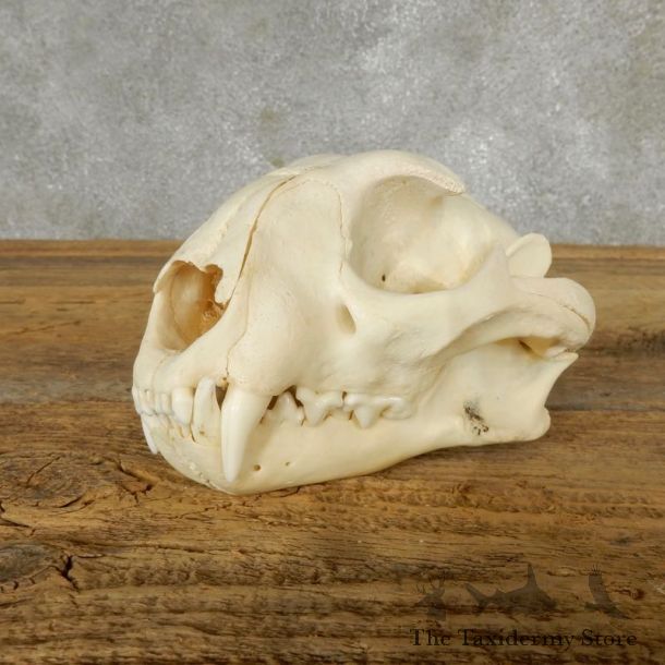 African Caracal Cat Skull For Sale #17492 @ The Taxidermy Store
