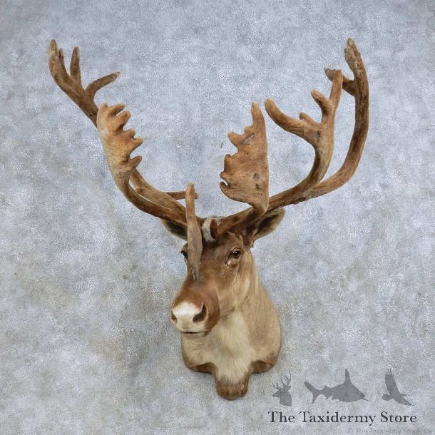 Barren Ground Caribou Shoulder Mount For Sale #14597 @ The Taxidermy Store