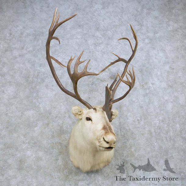 Peary Caribou Shoulder Mount For Sale #14612 @ The Taxidermy Store