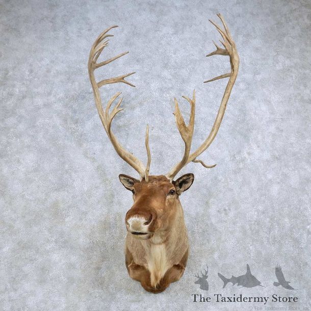 Barren Ground Caribou Shoulder Mount For Sale #14613 @ The Taxidermy Store