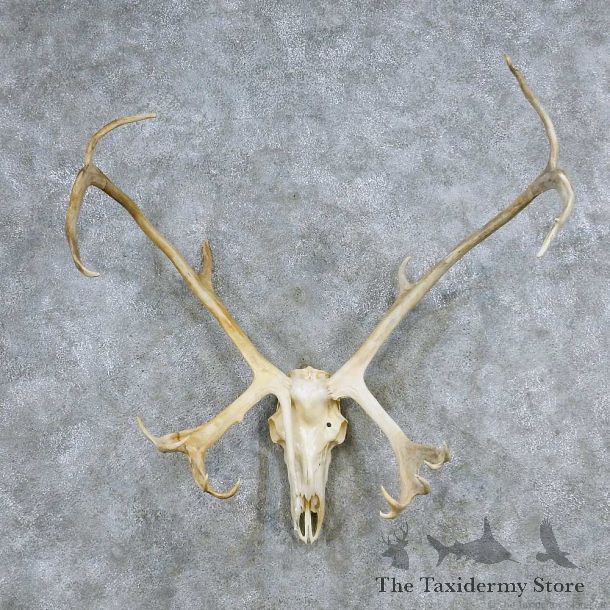 Caribou Skull Horn Taxidermy Mount For Sale #13928 For Sale @ The Taxidermy Store