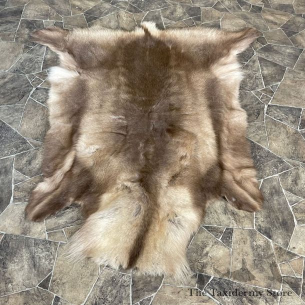 Caribou Decorative Hide For Sale #27877 @ The Taxidermy Store