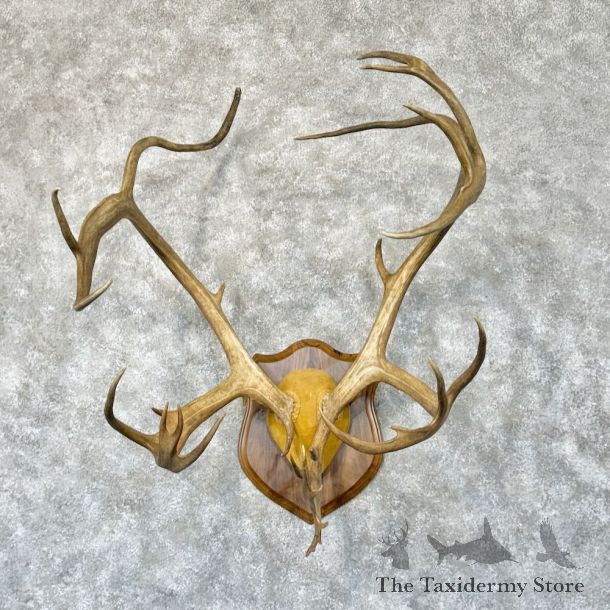Caribou Plaque Mount For Sale #28765 @ The Taxidermy Store