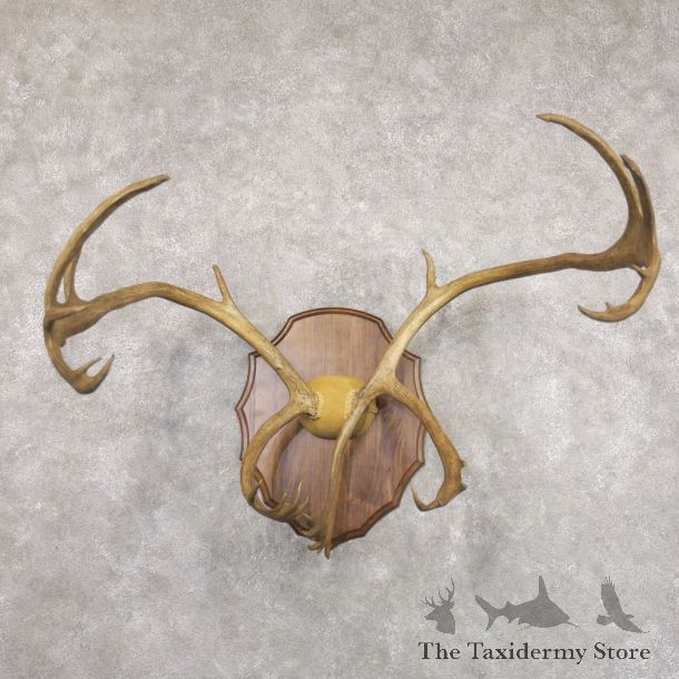 Caribou Plaque Taxidermy Mount For Sale #22352 @ The Taxidermy Store