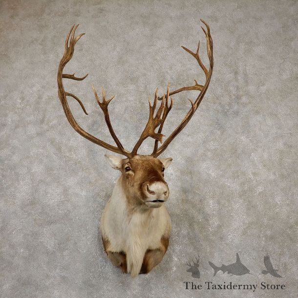 Caribou Shoulder Mount For Sale #19939 @ The Taxidermy Store
