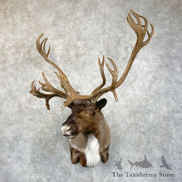Caribou Shoulder Mount For Sale #24644 @ The Taxidermy Store