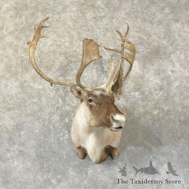 Caribou Shoulder Mount For Sale #25134 @ The Taxidermy Store