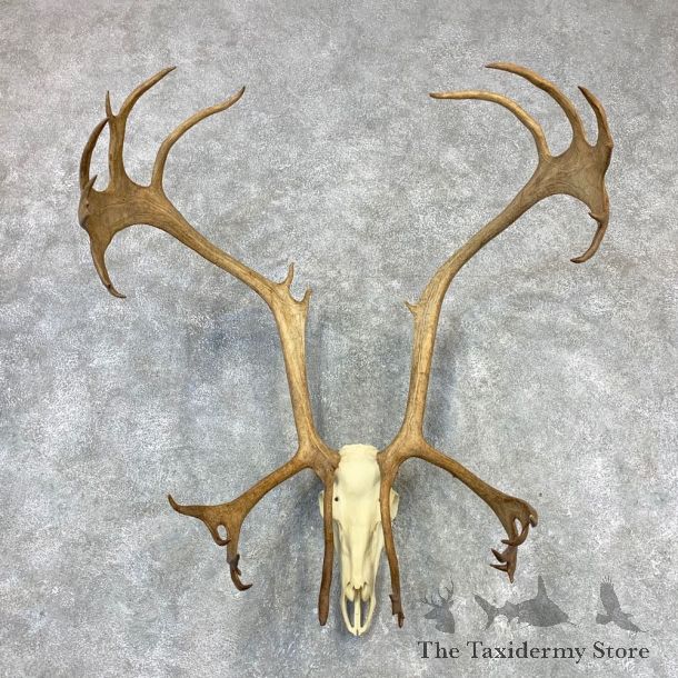 Caribou Skull & Horn European Mount For Sale #21993 @ The Taxidermy Store