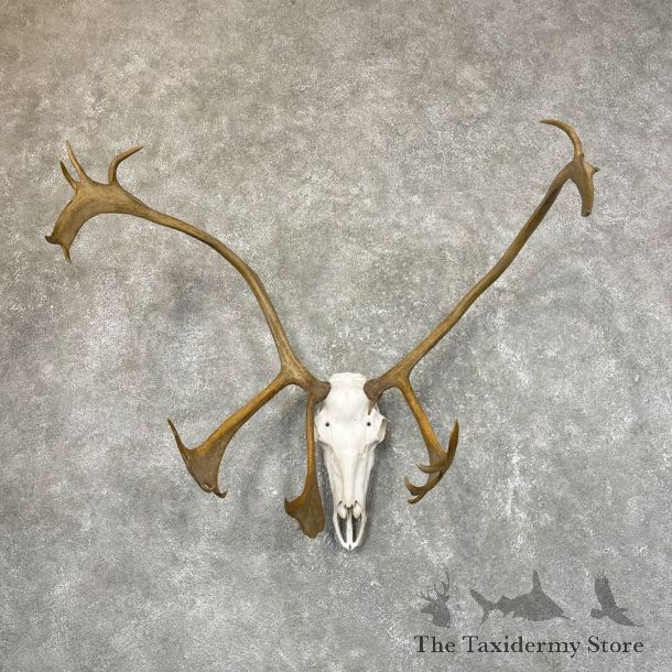 Caribou Skull & Horn European Mount For Sale #24537 @ The Taxidermy Store
