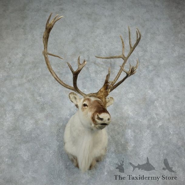 Peary Caribou Shoulder Mount For Sale #18346 @ The Taxidermy Store