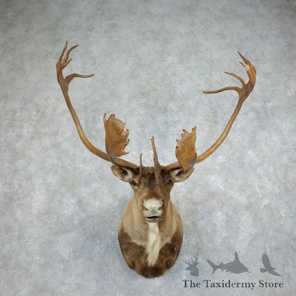 Barren Ground Caribou Shoulder Mount For Sale #18346 @ The Taxidermy Store