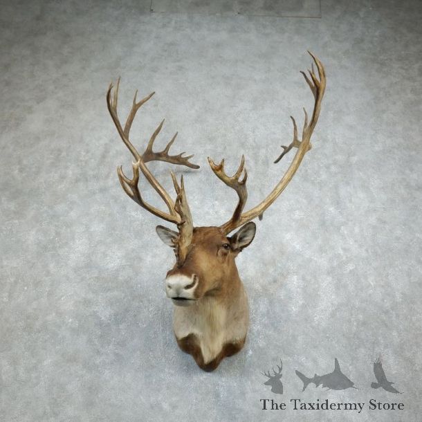 Barren Ground Caribou Shoulder Mount For Sale #18348 @ The Taxidermy Store