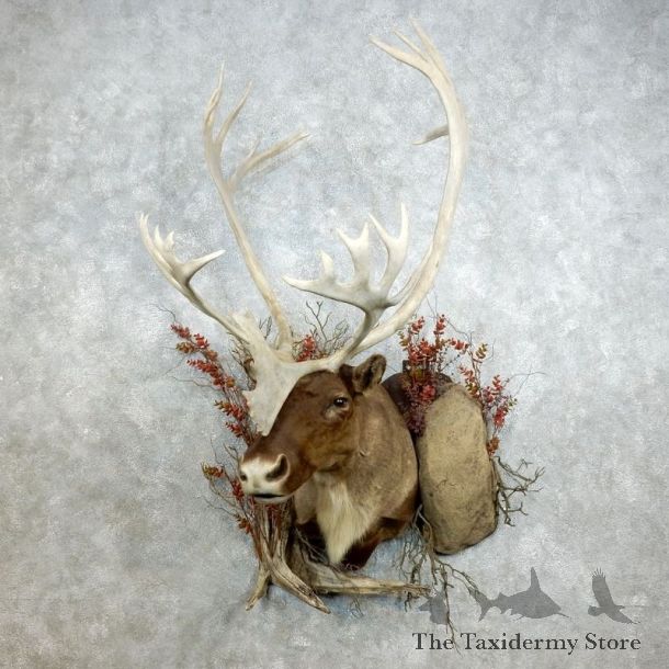 Barren Ground Caribou Shoulder Mount For Sale #18383 @ The Taxidermy Store