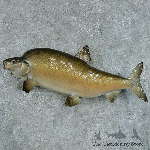 Common Carp Taxidermy Fish Mount #13386 For Sale @ The Taxidermy Store