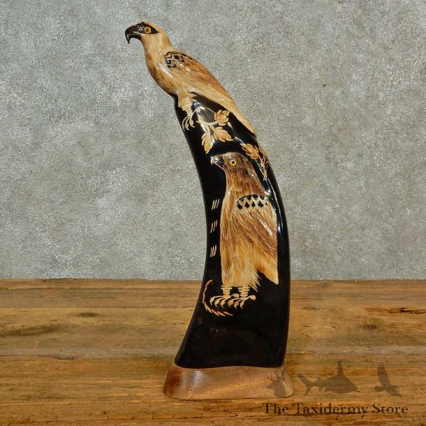Carved Water Buffalo Horn For Sale #16552 @ The Taxidermy Store
