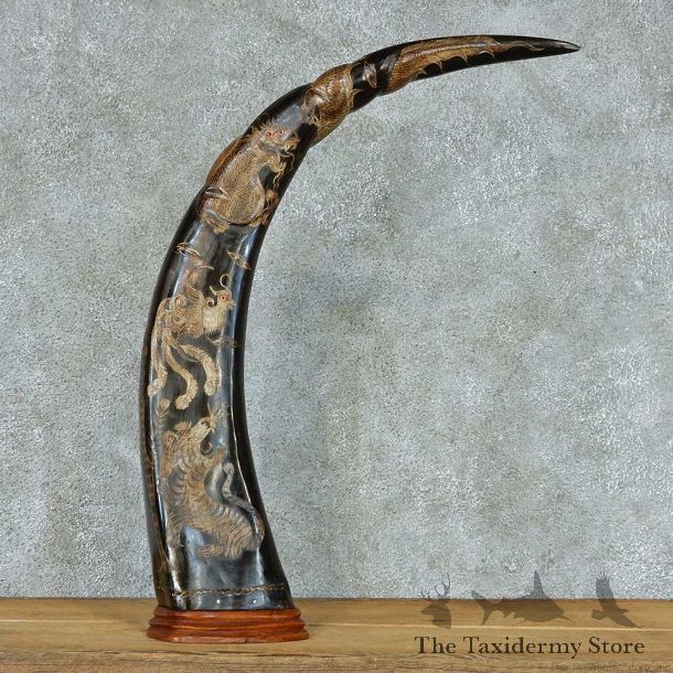 Water Buffalo Horn Taxidermy Mount #13349 For Sale @ The Taxidermy Store