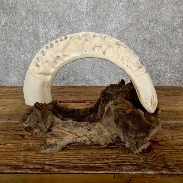 Carved Hippopotamus Tooth For Sale #19569 @ The Taxidermy Store