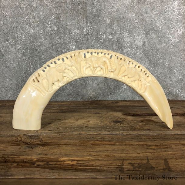 Carved Hippopotamus Tooth For Sale #19572 @ The Taxidermy Store