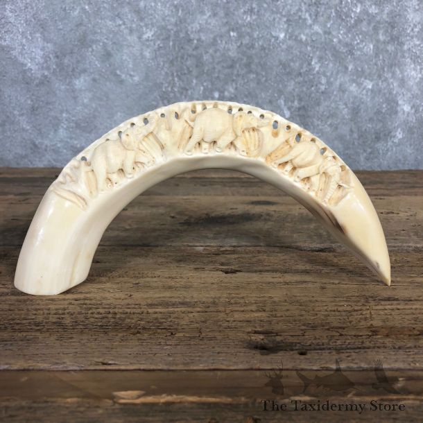 Carved Hippopotamus Tooth For Sale #19972 @ The Taxidermy Store