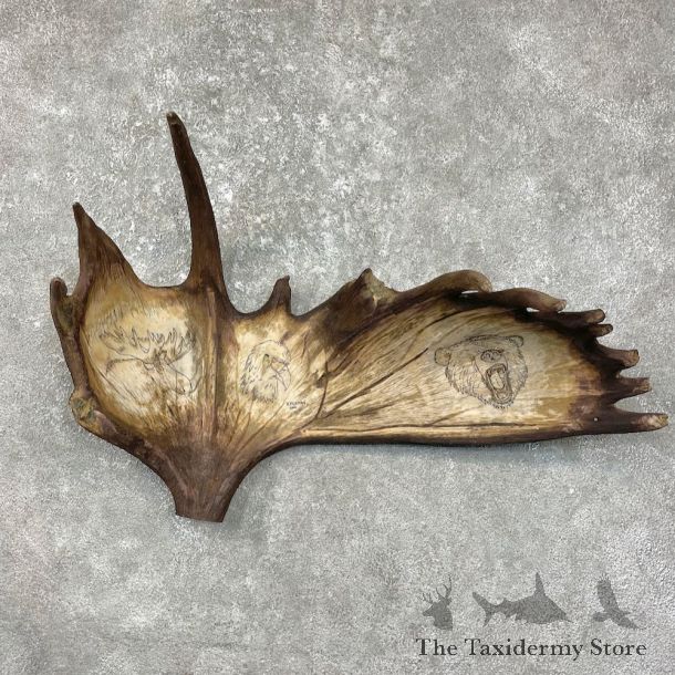 Scrimshaw Moose Antler For Sale #25611 @ The Taxidermy Store
